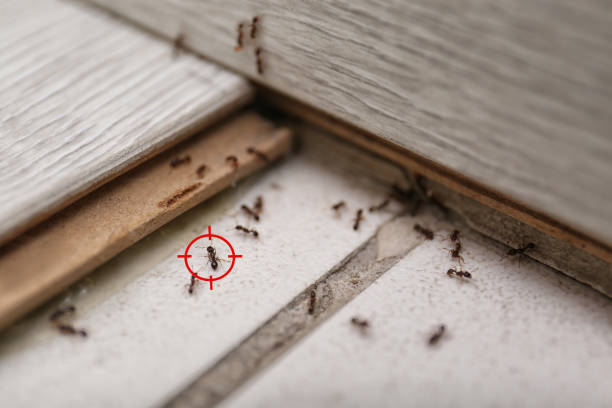 Best Local Pest Control Services  in Ladson, SC