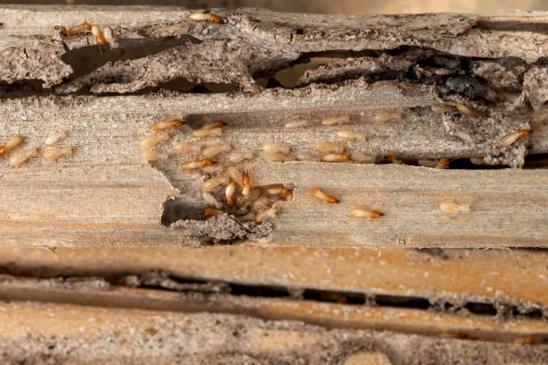 Best Insect Control  in Ladson, SC